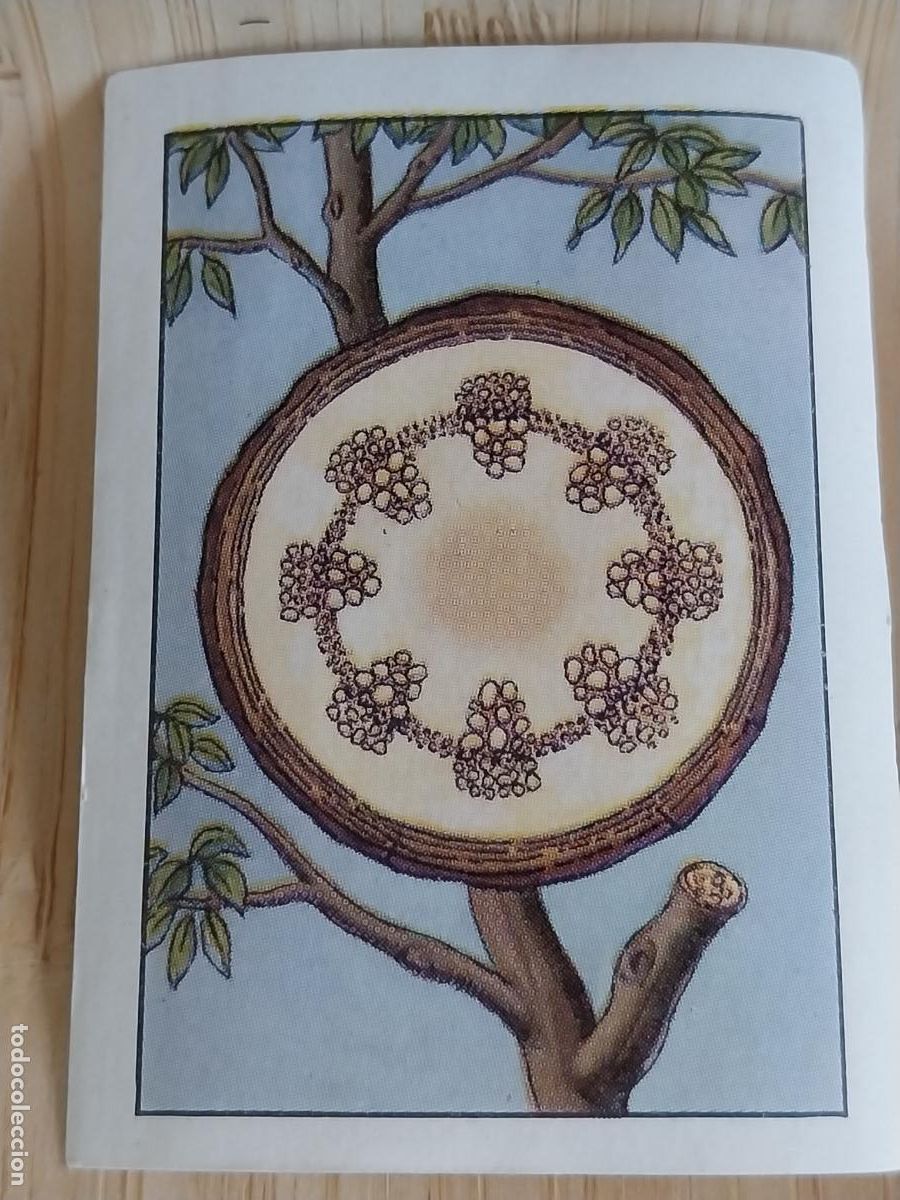 Coleccionismo Cromos antiguos: LO QUE NOS DICE EL ARBOL A&Ntilde;O 1959 CROMO CHOCOLATE NESTLE 5.7X4CMS *