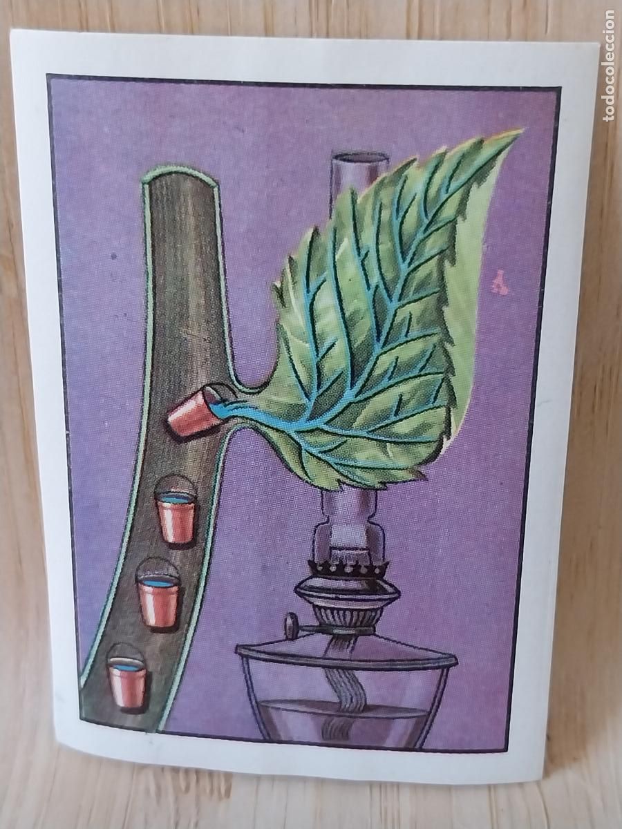 Coleccionismo Cromos antiguos: QUIMICA DE LAS PLANTAS A&Ntilde;O 1959 CROMO CHOCOLATE NESTLE 5.7X4CMS **
