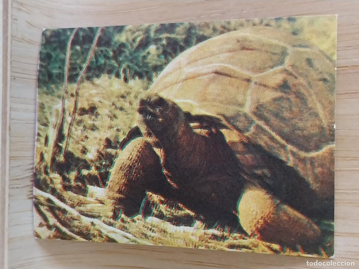 Collezionismo Figurine antiche: TORTUGA GAL&Aacute;PAGO A&Ntilde;O 1959 CROMO CHOCOLATE NESTLE 5.7X4CMS *