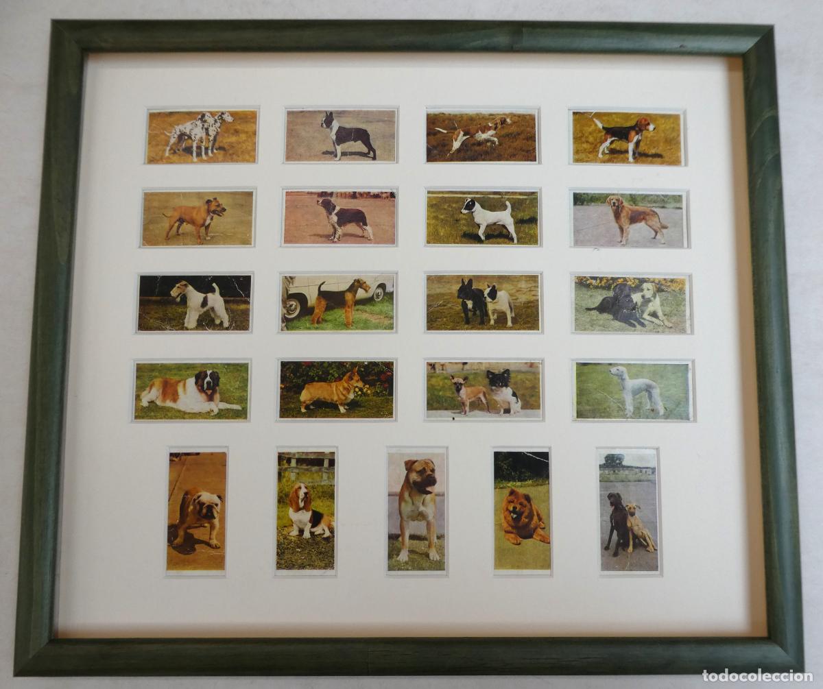 Coleccionismo Cromos antiguos: 21 CROMOS serie Perros de Hornimans Tea, Enmarcados