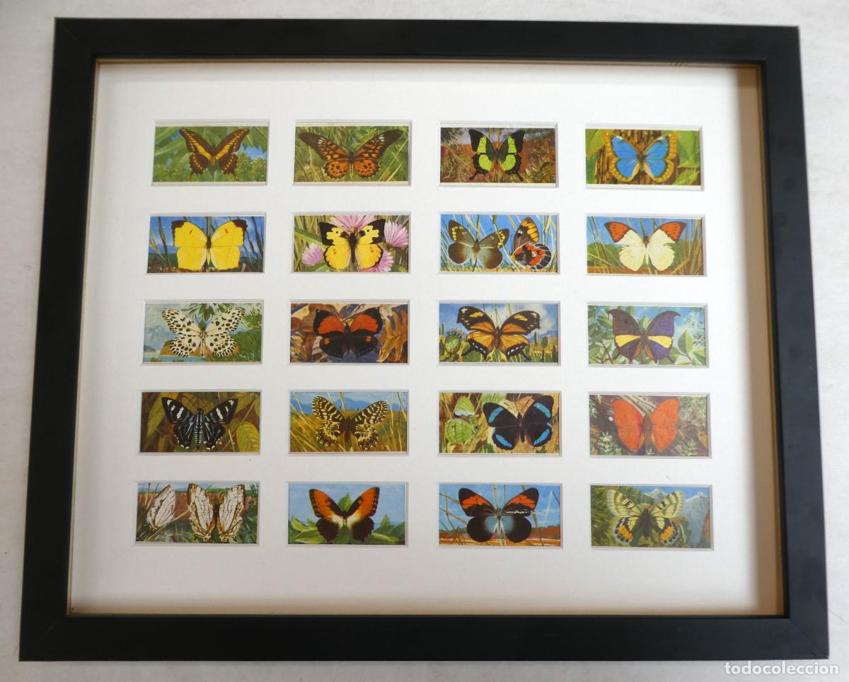 Sammeln alte Sammelbilder: 20 CROMOS Brooke Bond Tea serie Mariposas del Mundo, Enmarcados