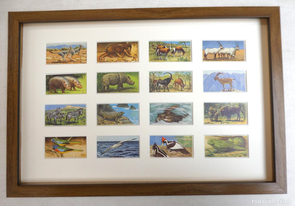 Sammeln alte Sammelbilder: 16 CROMOS Brooke Bond Tea serie Vida Salvaje en Peligro , Enmarcados