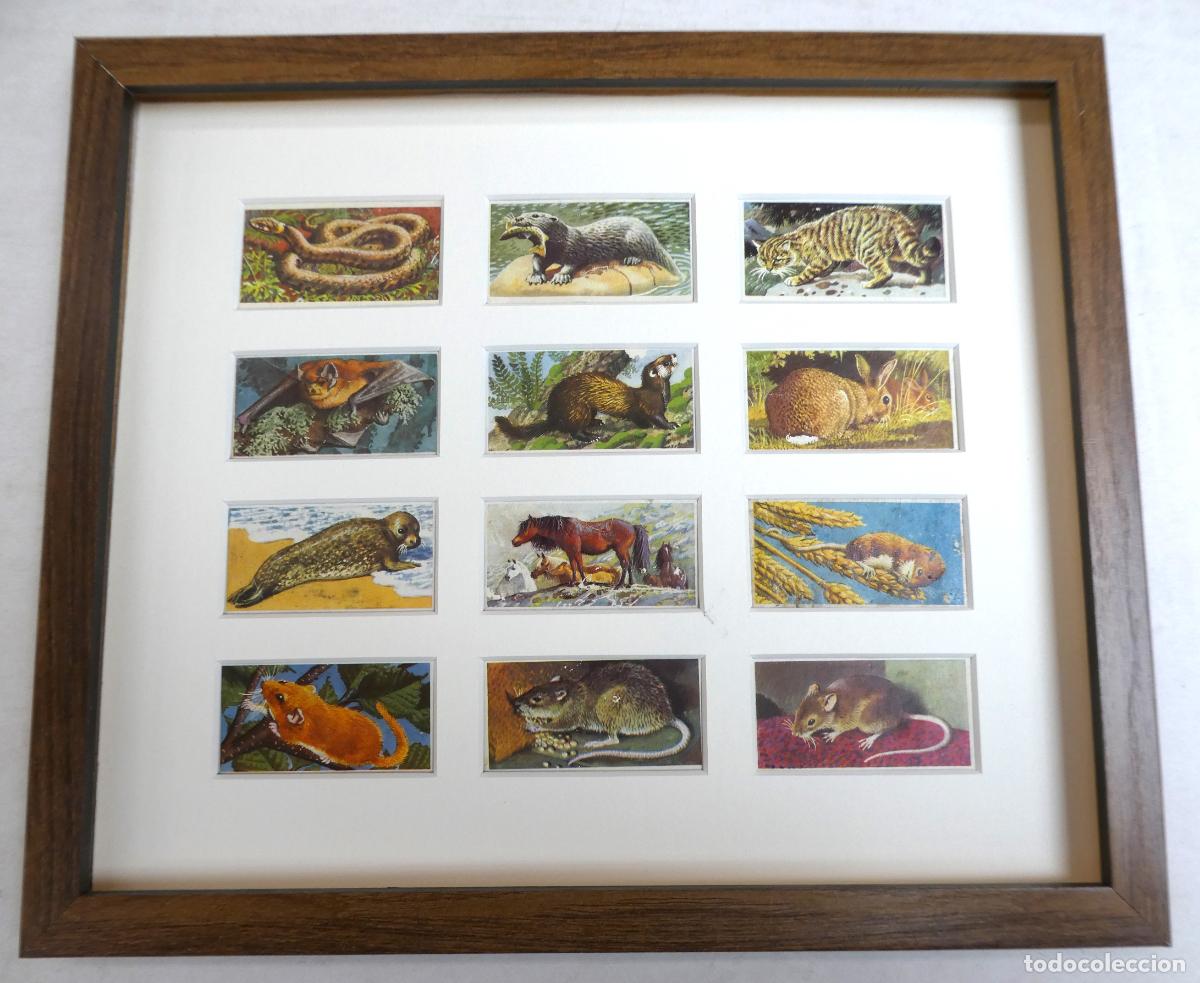 Sammeln alte Sammelbilder: 12 CROMOS Brooke Bond Tea serie Vida Salvaje Britanica , Enmarcados