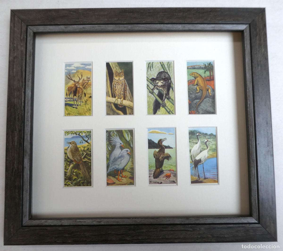 Collectable Antique Stickers: 8 CROMOS Brooke Bond Tea serie Vida Salvaje en peligro, Enmarcados