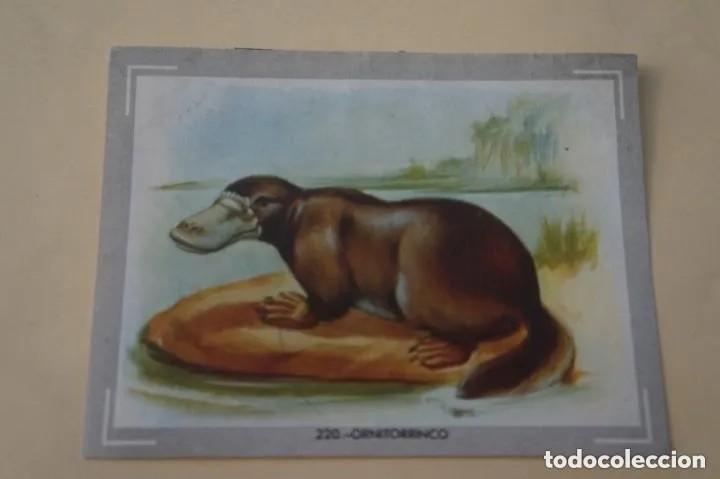 Coleccionismo Cromos antiguos: Cromo n.220 Vida y color 1965 - sin pegar