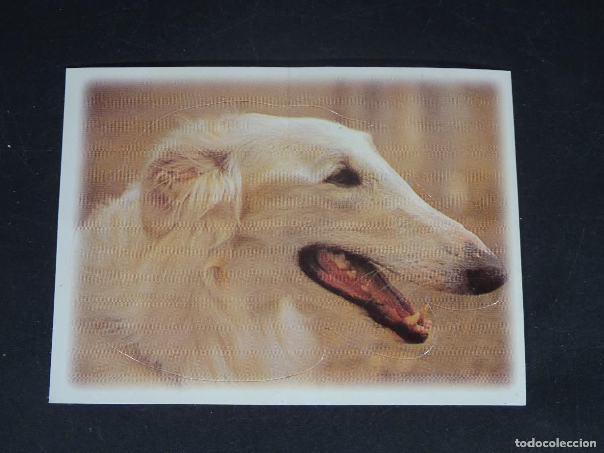 Coleccionismo Cromos antiguos: CROMO BOLLYCAO AMIGOS Y COLEGAS, N&ordm; 51, BORZOI, SIN PEGAR, VER FOTOS