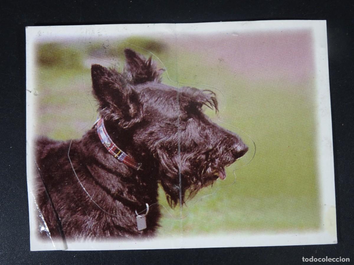 Sammeln alte Sammelbilder: CROMO BOLLYCAO AMIGOS Y COLEGAS, N&ordm; 54, TERRIER ESCOC&Eacute;S, SIN PEGAR, VER FOTOS
