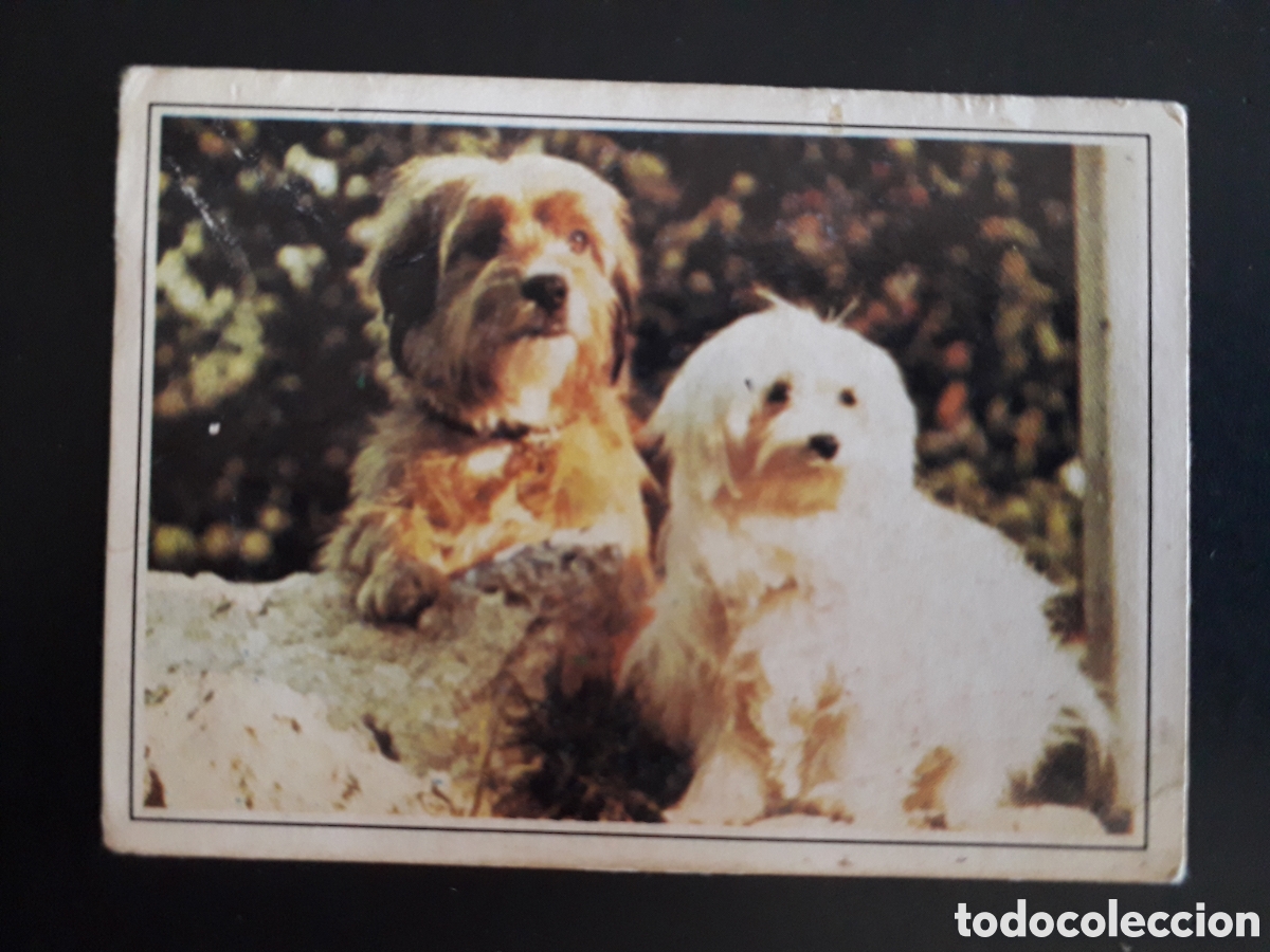 Coleccionismo Cromos antiguos: AQU&Iacute; EST&Aacute; BOOMER, TELE POP, ED ESTE 1980 N&deg; 35 SIN PEGAR, ALG&Uacute;N DEFECTO, PEDIDO M&Iacute;NIMO 3&euro;