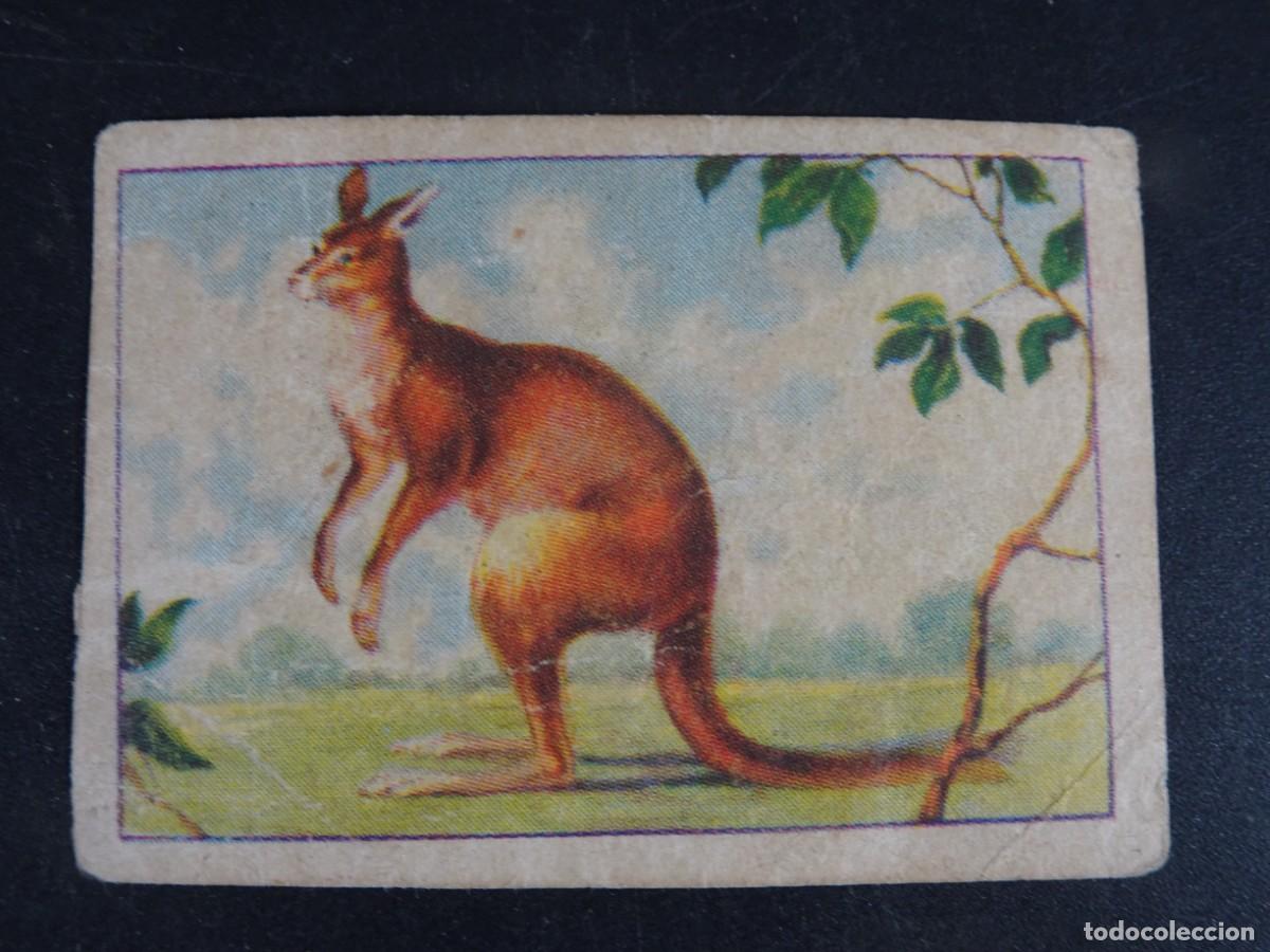 Coleccionismo Cromos antiguos: ANTIGUO CROMO, ALBUM TUPINAMBA ANIMALES SERIE 8 N&ordm; 6, CANGURO ,VER FOTOS