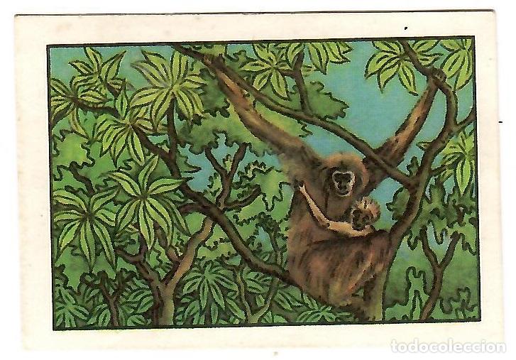 Coleccionismo Cromos antiguos: Cromo del album Las maravillas del universo, Volumen II Series 46: n&ordm; 9 - Nunca pegado