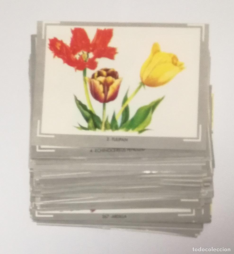 Coleccionismo Cromos antiguos: Lote de 113 cromos del album Vida y color 1; Editorial Albumes Espa&ntilde;oles, S.A. - Nuevos y diferentes