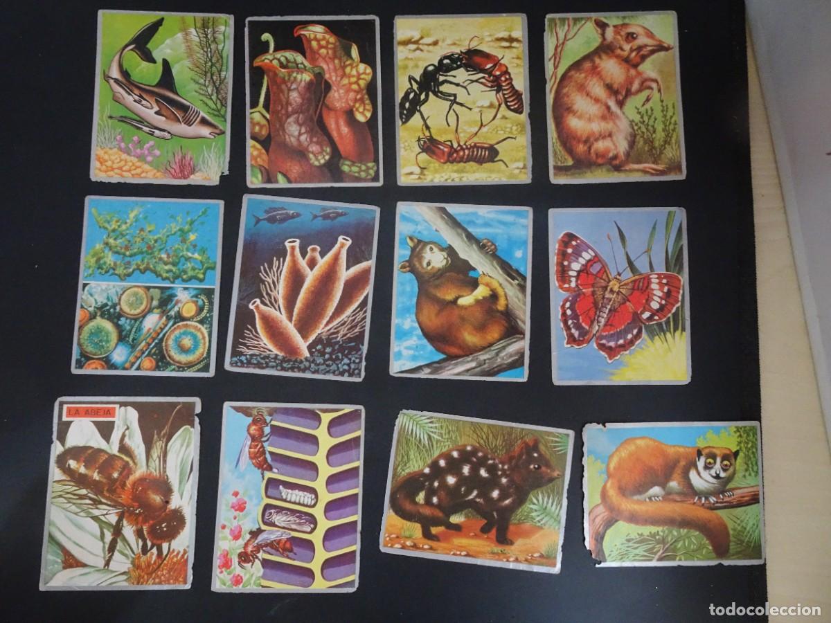 Collectionnisme Cartes &agrave; collectionner anciennes: LOTE DE 12 ANTIGUOS CROMOS ZOOLOG&Iacute;A Y BOT&Aacute;NICA, MAGA 1969, VER FOTOS