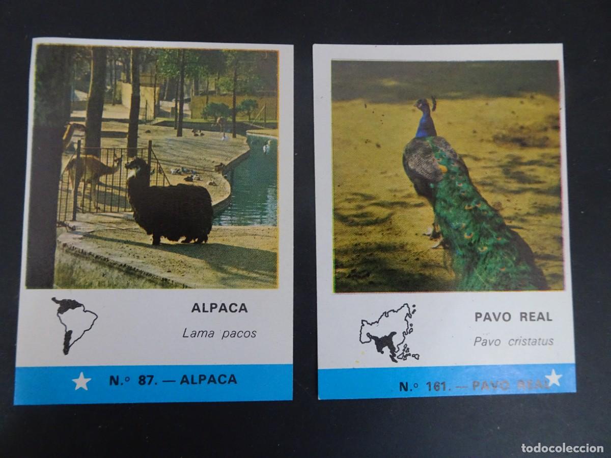 Coleccionismo Cromos antiguos: 2 ANTIGUOS CROMOS DE MI VISITA AL ZOO DE BARCELONA, CHOCOLATES HUESO, VER FOTOS