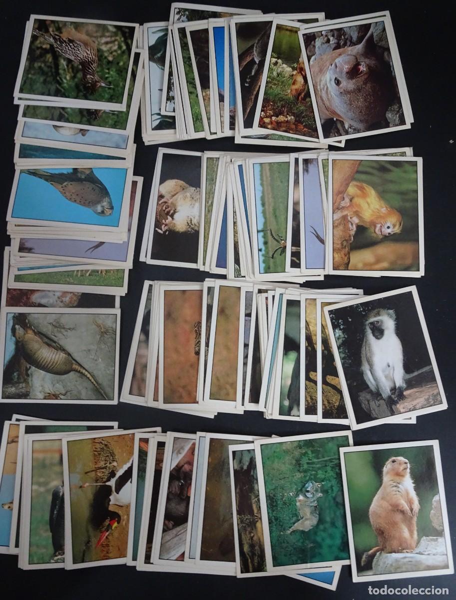 Coleccionismo Cromos antiguos: LOTE DE 160 ANTIGUOS CROMOS ,ANIMALS OF THE WORLD, PANINI, VER FOTOS