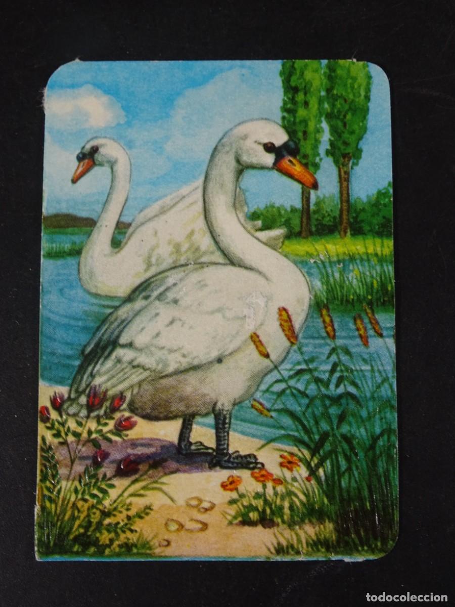 Coleccionismo Cromos antiguos: ANTIGUO CROMO ILUSTRADO, CISNE, WESTERN GERMANY, VER FOTOS