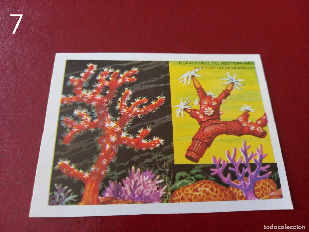 Coleccionismo Cromos antiguos: Cromo n.7 Panorama Zoologico 1973 - Ruiz Romero - sin pegar
