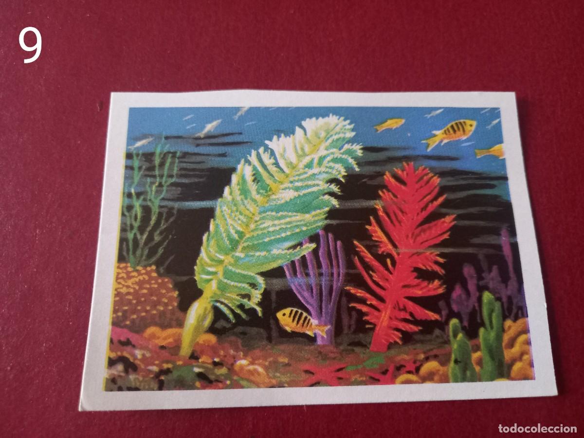 Coleccionismo Cromos antiguos: Cromo n.9 Panorama Zoologico 1973 - Ruiz Romero - sin pegar