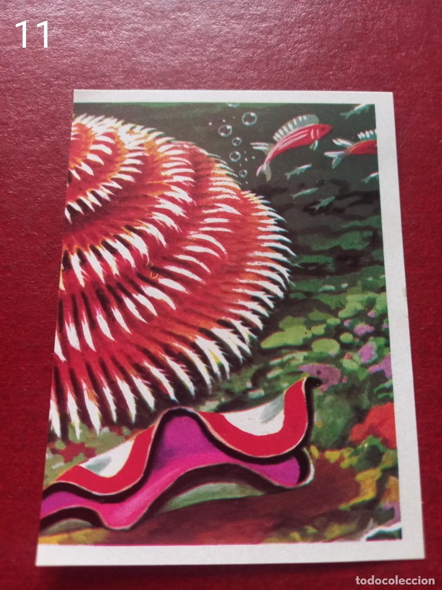 Coleccionismo Cromos antiguos: Cromo n.11 Panorama Zoologico 1973 - Ruiz Romero - sin pegar