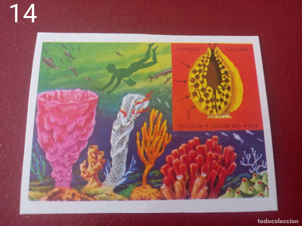Coleccionismo Cromos antiguos: Cromo n.14 Panorama Zoologico 1973 - Ruiz Romero - sin pegar