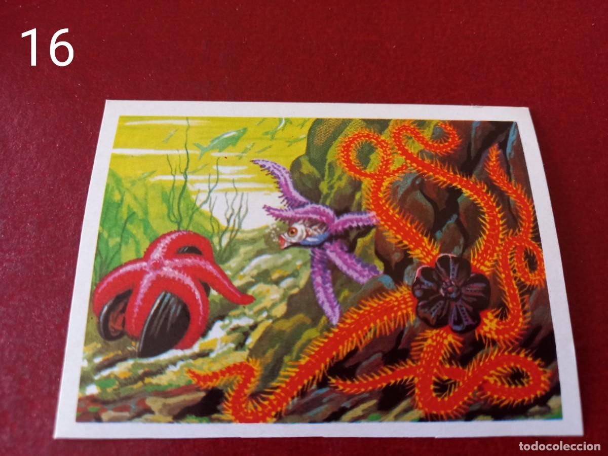 Coleccionismo Cromos antiguos: Cromo n.16 Panorama Zoologico 1973 - Ruiz Romero - sin pegar
