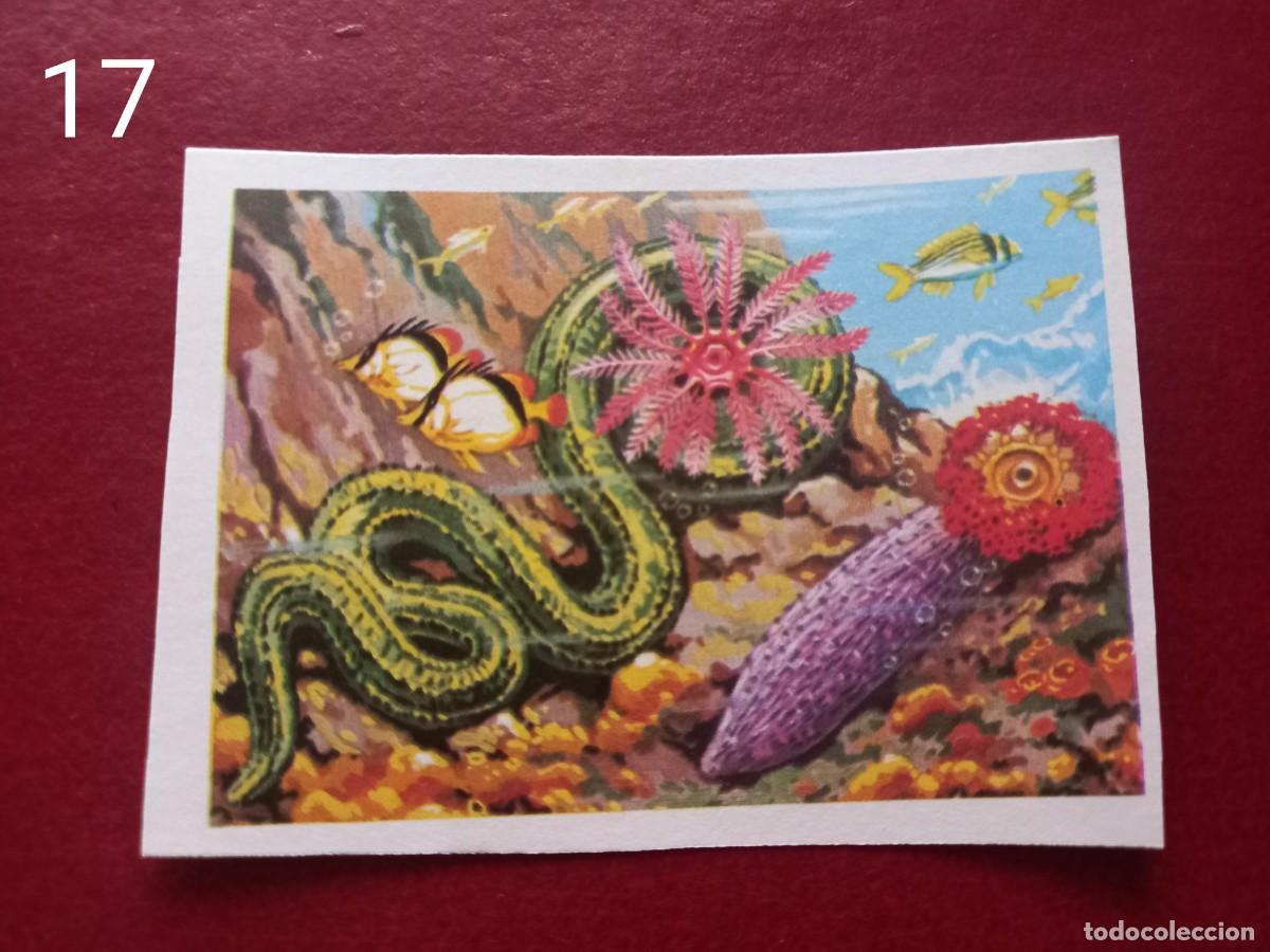 Coleccionismo Cromos antiguos: Cromo n.17 Panorama Zoologico 1973 - Ruiz Romero - sin pegar