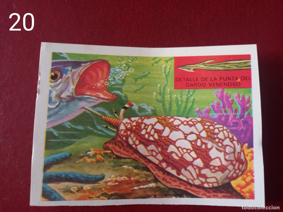 Coleccionismo Cromos antiguos: Cromo n.20 Panorama Zoologico 1973 - Ruiz Romero - sin pegar