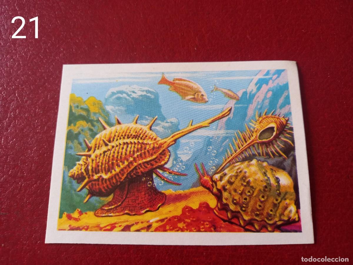 Coleccionismo Cromos antiguos: Cromo n.21 Panorama Zoologico 1973 - Ruiz Romero - sin pegar