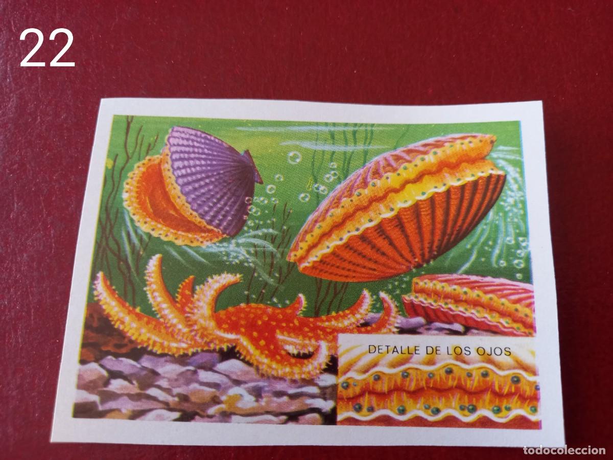Coleccionismo Cromos antiguos: Cromo n.22 Panorama Zoologico 1973 - Ruiz Romero - sin pegar