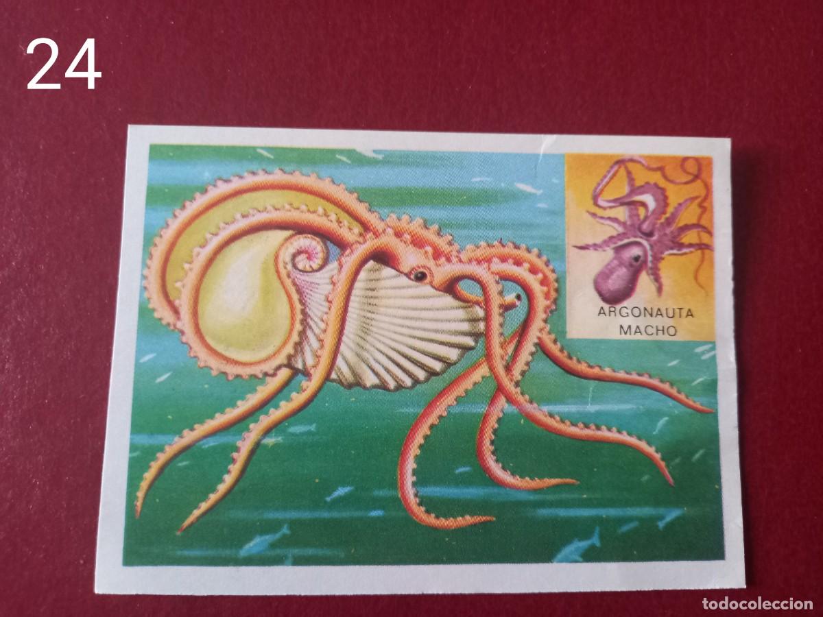 Coleccionismo Cromos antiguos: Cromo n.24 Panorama Zoologico 1973 - Ruiz Romero - sin pegar