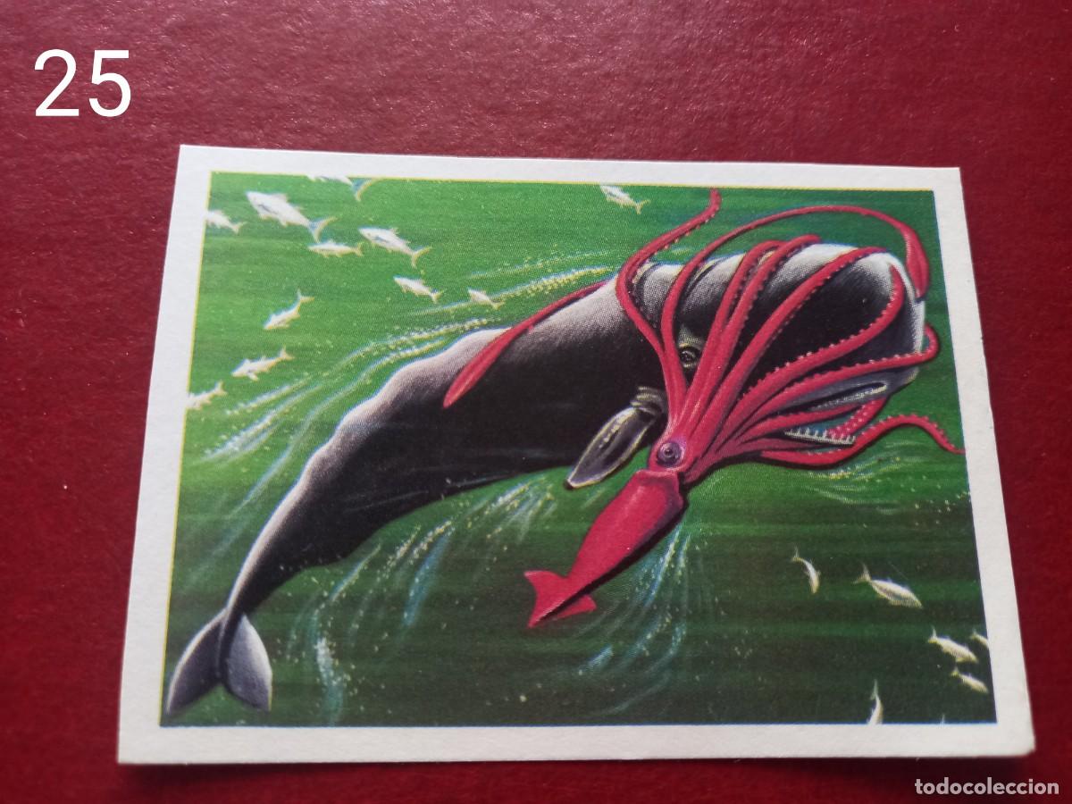 Coleccionismo Cromos antiguos: Cromo n.25 Panorama Zoologico 1973 - Ruiz Romero - sin pegar