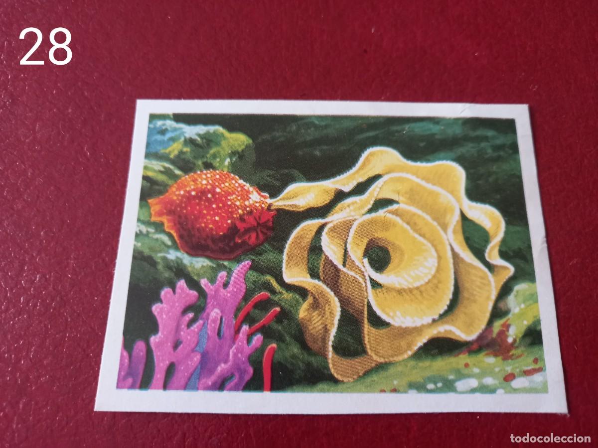 Coleccionismo Cromos antiguos: Cromo n.28 Panorama Zoologico 1973 - Ruiz Romero - sin pegar
