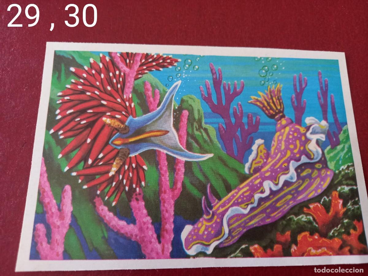 Collectable Antique Stickers: Cromo doble n.29 y 30 Panorama Zoologico 1973 - Ruiz Romero - sin pegar