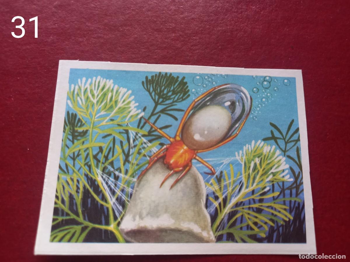 Collectable Antique Stickers: Cromo n.31 Panorama Zoologico 1973 - Ruiz Romero - sin pegar