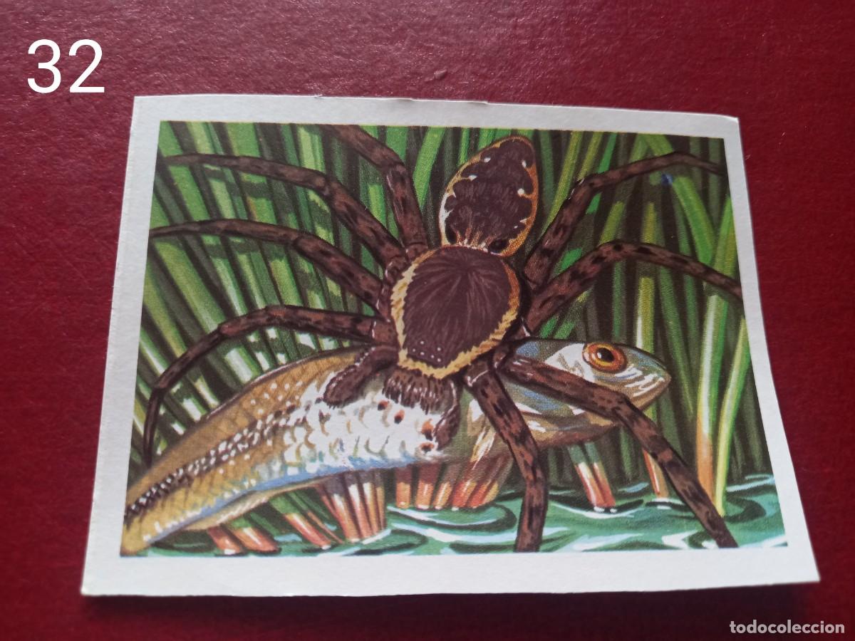 Collectable Antique Stickers: Cromo n.32 Panorama Zoologico 1973 - Ruiz Romero - sin pegar