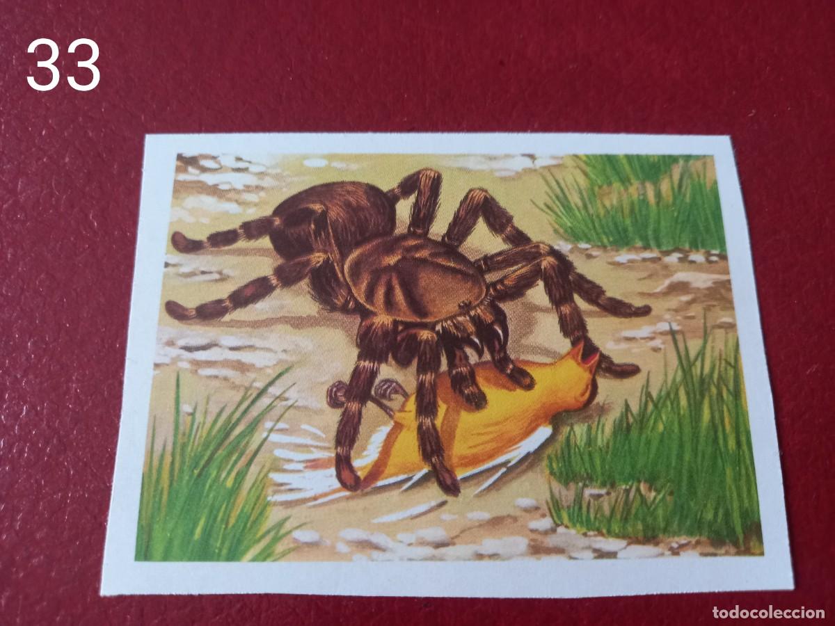 Collectable Antique Stickers: Cromo n.33 Panorama Zoologico 1973 - Ruiz Romero - sin pegar