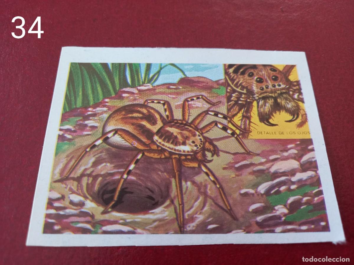 Collectable Antique Stickers: Cromo n.34 Panorama Zoologico 1973 - Ruiz Romero - sin pegar