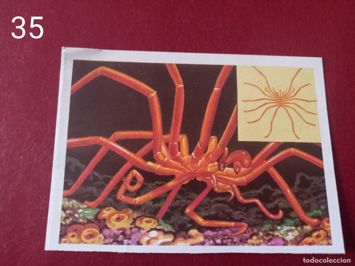 Collectable Antique Stickers: Cromo n.35 Panorama Zoologico 1973 - Ruiz Romero - sin pegar