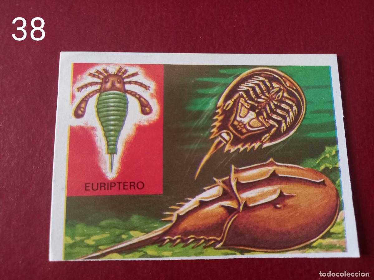 Coleccionismo Cromos antiguos: Cromo n.38 Panorama Zoologico 1973 - Ruiz Romero - sin pegar