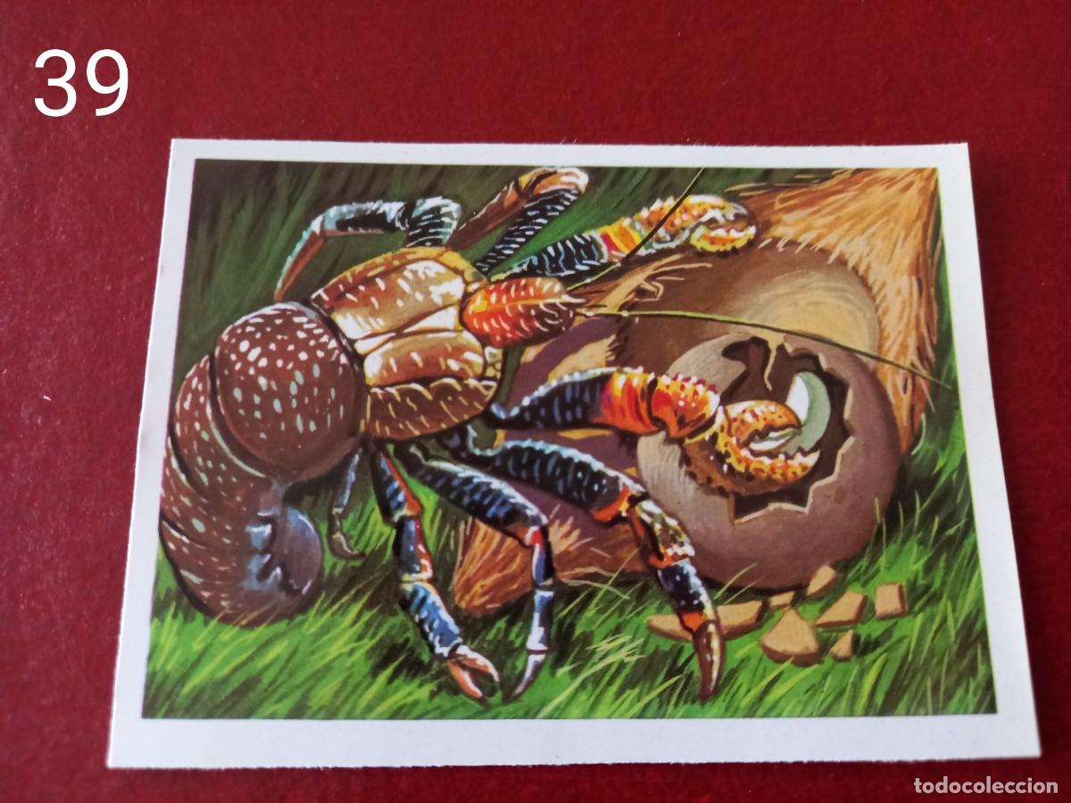 Coleccionismo Cromos antiguos: Cromo n.39 Panorama Zoologico 1973 - Ruiz Romero - sin pegar