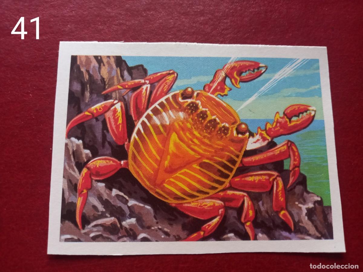 Coleccionismo Cromos antiguos: Cromo n.41 Panorama Zoologico 1973 - Ruiz Romero - sin pegar