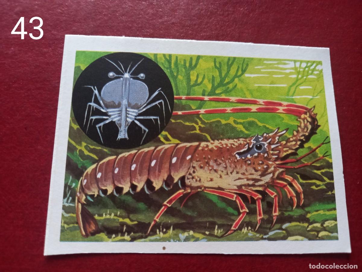 Coleccionismo Cromos antiguos: Cromo n.43 Panorama Zoologico 1973 - Ruiz Romero - sin pegar