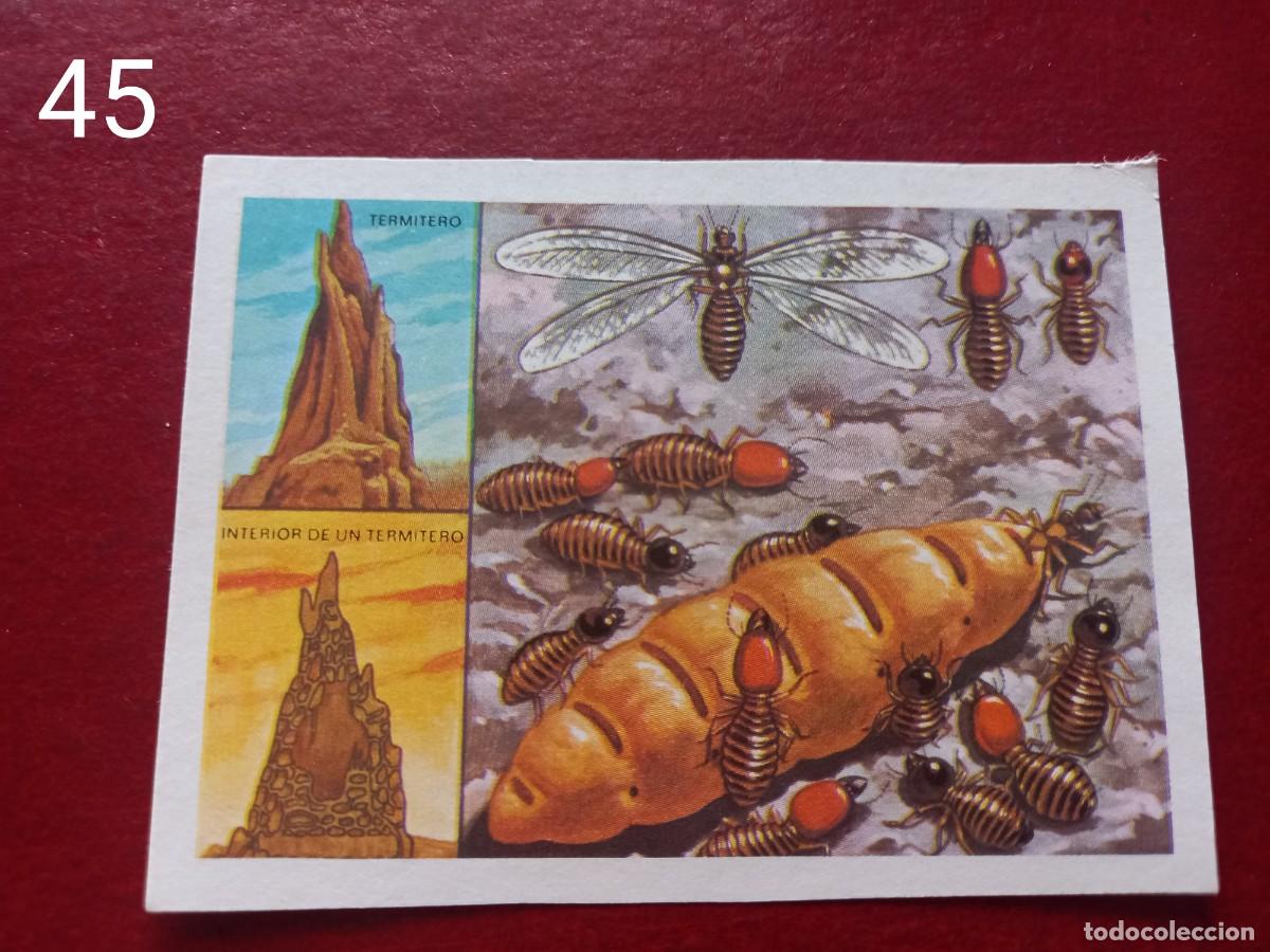 Sammeln alte Sammelbilder: Cromo n.45 Panorama Zoologico 1973 - Ruiz Romero - sin pegar