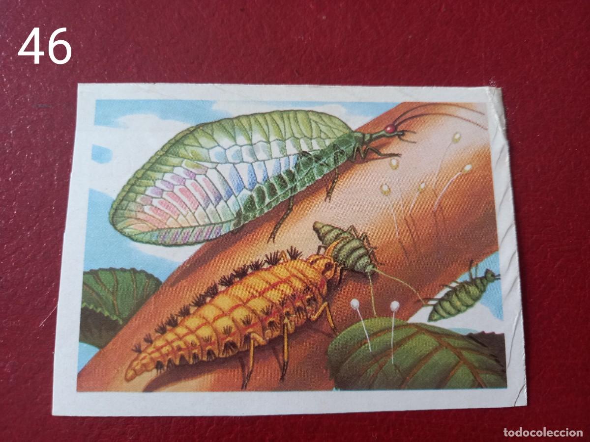 Coleccionismo Cromos antiguos: Cromo n.46 Panorama Zoologico 1973 - Ruiz Romero - sin pegar