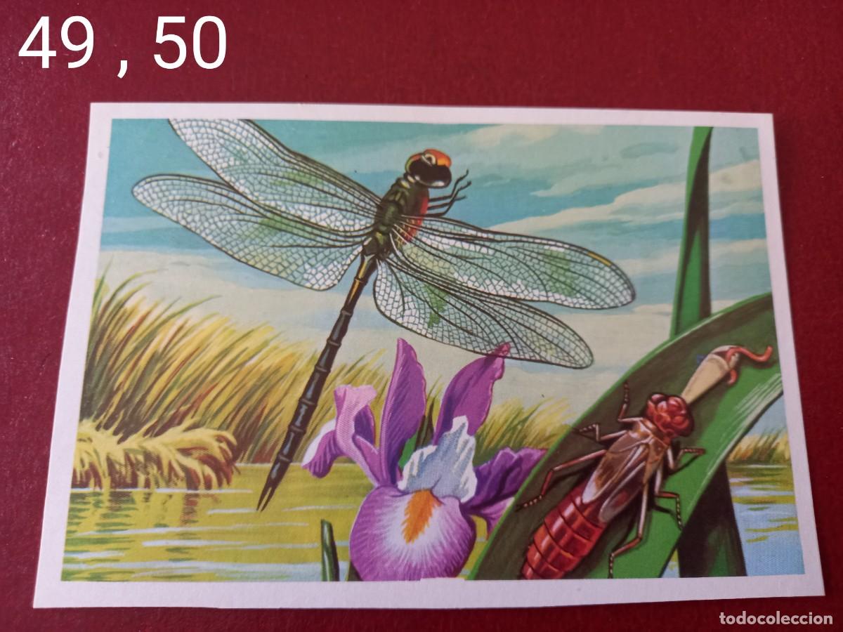 Coleccionismo Cromos antiguos: Cromo doble n.49 y 50 Panorama Zoologico 1973 - Ruiz Romero - sin pegar