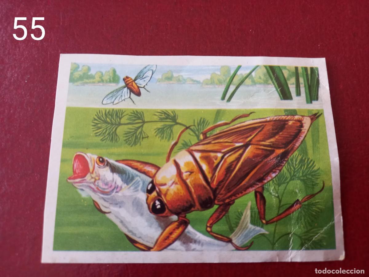Coleccionismo Cromos antiguos: Cromo n.55 Panorama Zoologico 1973 - Ruiz Romero - sin pegar