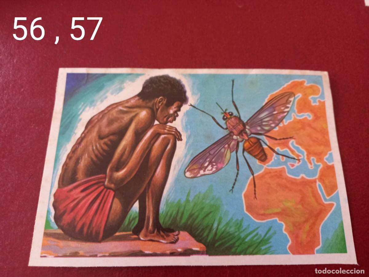 Coleccionismo Cromos antiguos: Cromo doble n.56 y 57 Panorama Zoologico 1973 - Ruiz Romero - sin pegar