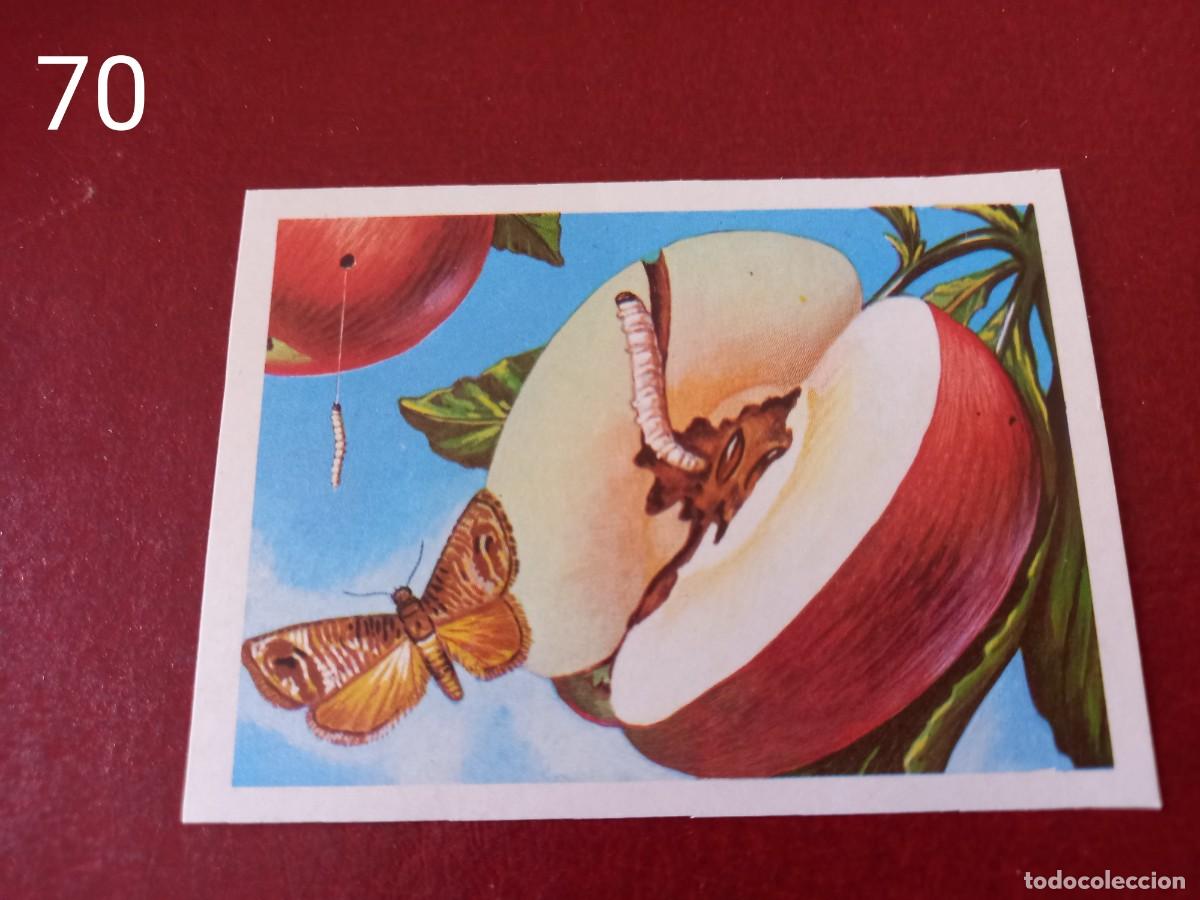 Coleccionismo Cromos antiguos: Cromo n.70 Panorama Zoologico 1973 - Ruiz Romero - sin pegar