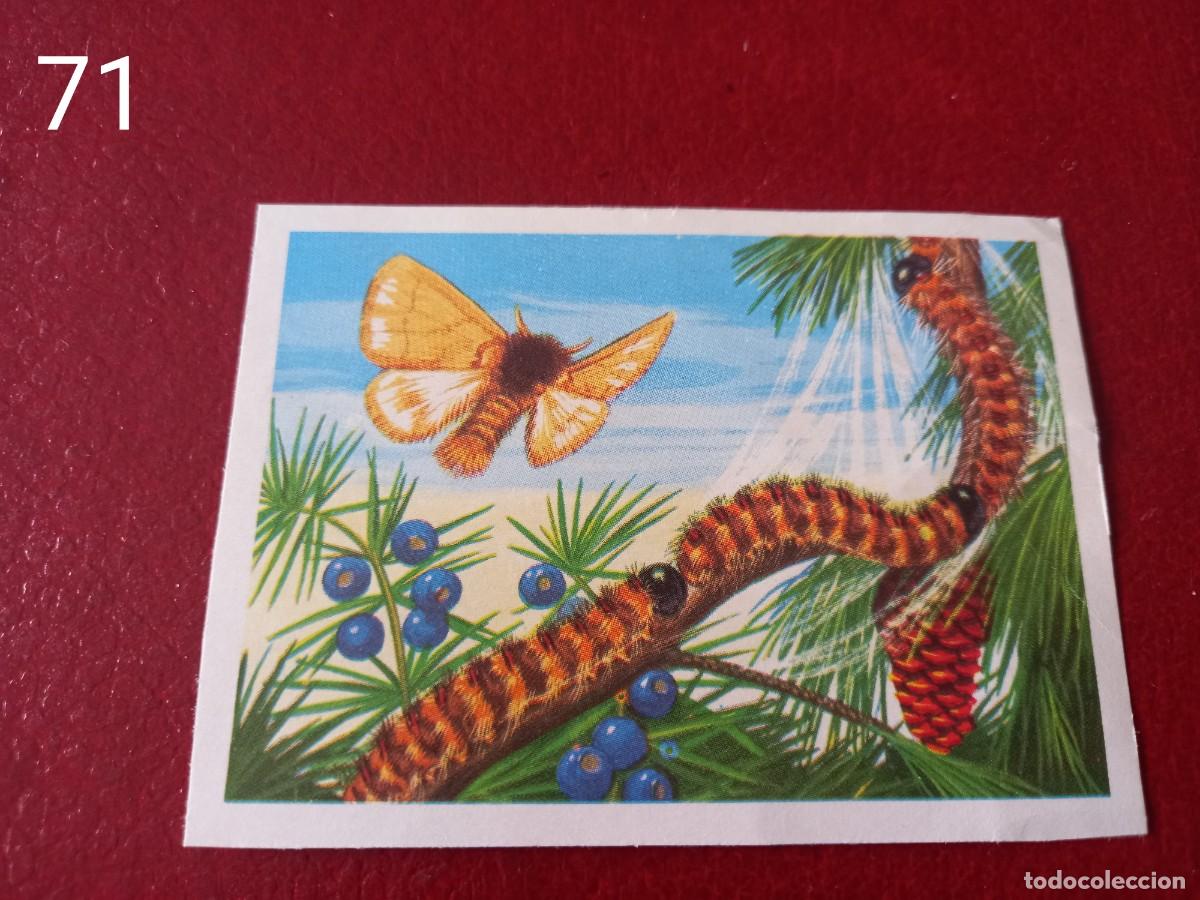 Coleccionismo Cromos antiguos: Cromo n.71 Panorama Zoologico 1973 - Ruiz Romero - sin pegar