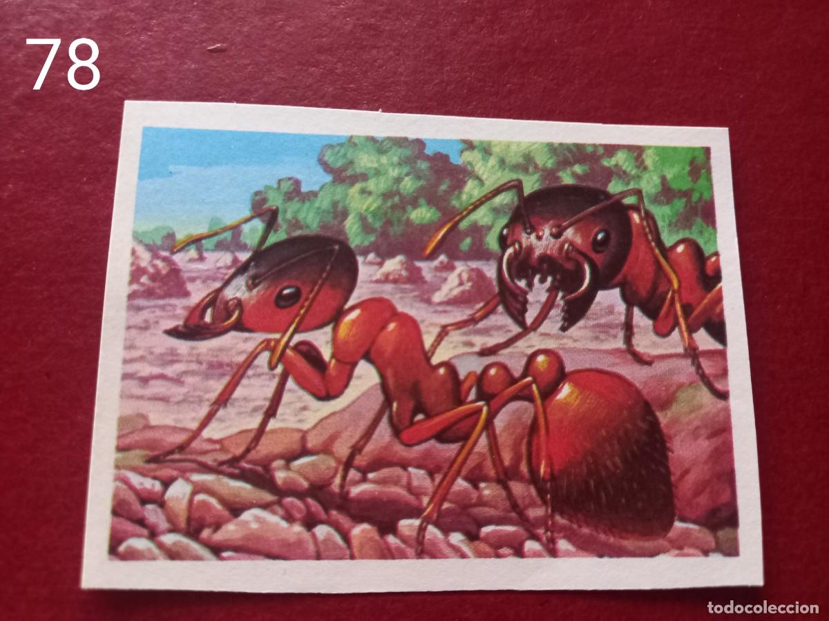Coleccionismo Cromos antiguos: Cromo n.78 Panorama Zoologico 1973 - Ruiz Romero - sin pegar