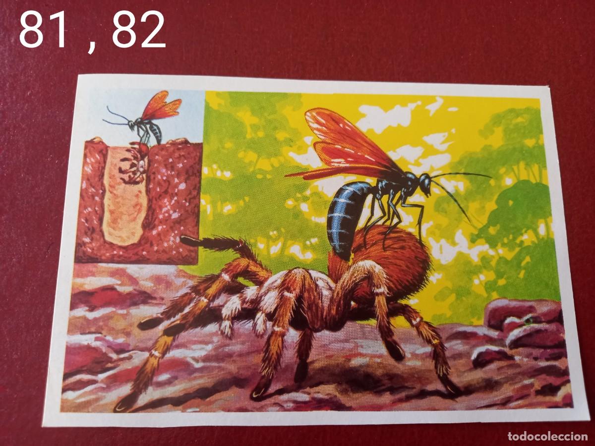 Coleccionismo Cromos antiguos: Cromo doble n.81 y 82 Panorama Zoologico 1973 - Ruiz Romero - sin pegar